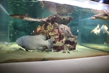 九十九島水族館海きららに投稿された画像（2018/8/20）