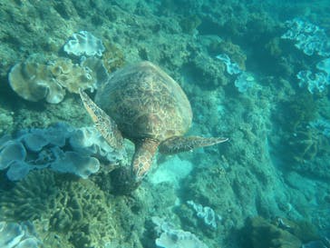 屋久島ガイドクラブに投稿された画像（2018/12/1）