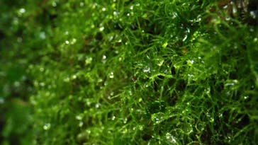 屋久島ガイドクラブに投稿された画像（2018/12/7）