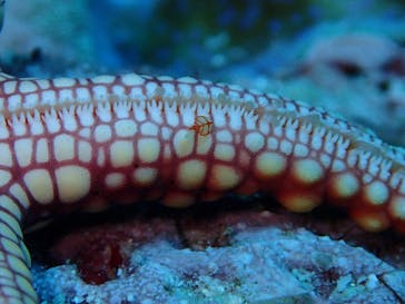 マリンショップtaitaiに投稿された画像（2019/2/19）