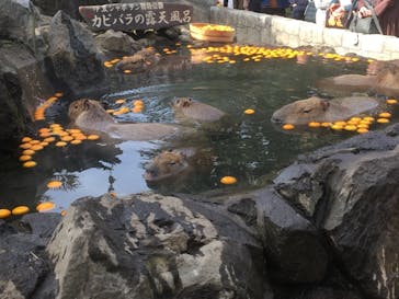 伊豆シャボテン動物公園に投稿された画像（2018/11/18）