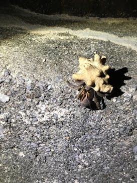 石垣島 ADVENTURE PiPi（イシガキジマアドベンチャーピピ）に投稿された画像（2019/3/8）