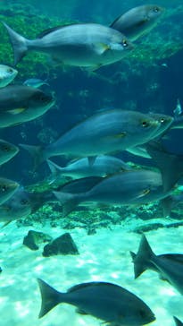 九十九島水族館海きららに投稿された画像（2018/7/21）