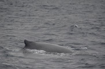 Sea World（シーワールド）に投稿された画像（2019/2/12）