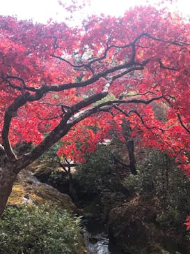 箱根美術館に投稿された画像（2018/11/18）