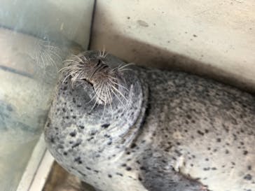 しながわ水族館に投稿された画像（2019/5/6）