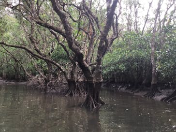 マングローブ茶屋に投稿された画像（2018/12/8）