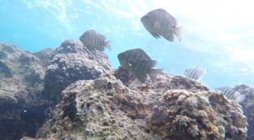 青の洞窟専門店　沖縄ダイビングショップ和に投稿された画像（2018/3/10）