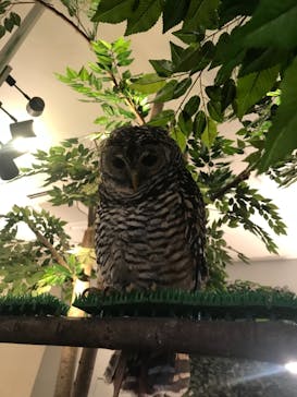 Moff animal cafe イオンモール幕張新都心店に投稿された画像（2019/1/29）