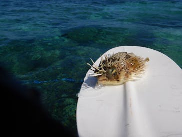 備瀬カヤックfukuに投稿された画像（2018/7/19）