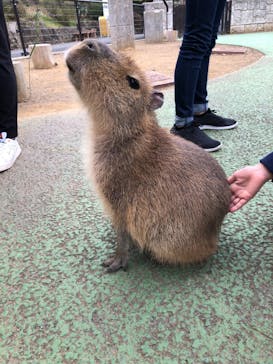 伊豆シャボテン動物公園に投稿された画像（2019/4/1）