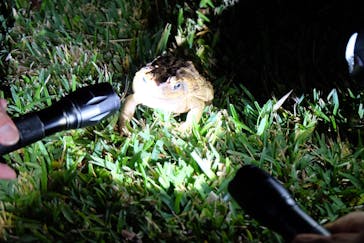 石垣島 ADVENTURE PiPi（イシガキジマアドベンチャーピピ）に投稿された画像（2019/2/26）