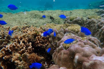 ダイビングショップ Sea Free（シーフリー）に投稿された画像（2019/3/8）