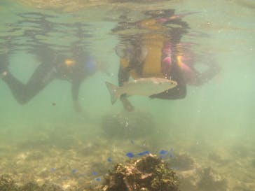 diving&workshop IHANASHI（ダイビングアンドワークショップイハナシ）に投稿された画像（2018/7/26）