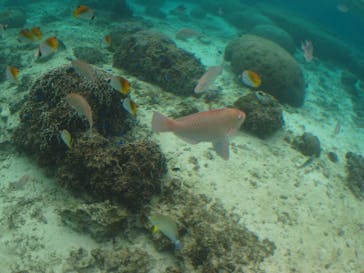 沖縄ダイビングショップシーモールに投稿された画像（2019/2/25）