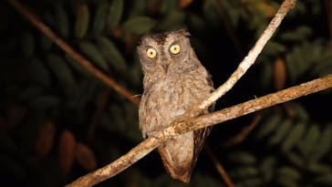 奄美ナイトツアーサービスに投稿された画像（2017/10/18）