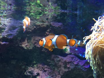 サンシャイン水族館に投稿された画像（2018/8/18）