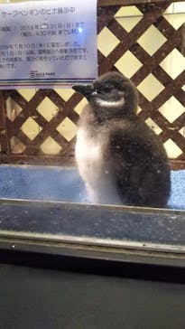 マクセル アクアパーク品川に投稿された画像（2019/3/22）