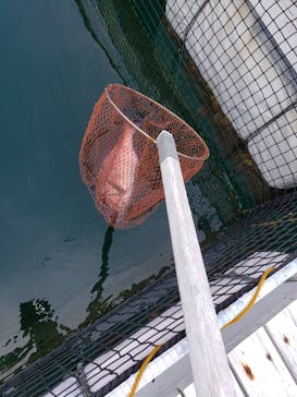 天草観光イルカウォッチング　ドルフィンクルーズに投稿された画像（2019/4/7）