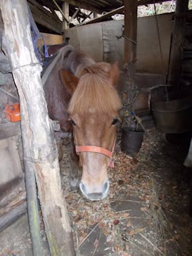 クリオステーブルに投稿された画像（2017/11/25）