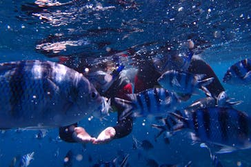 diving&workshop IHANASHI（ダイビングアンドワークショップイハナシ）に投稿された画像（2018/10/16）