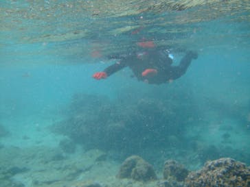 沖縄ダイビングショップシーモールに投稿された画像（2019/3/4）