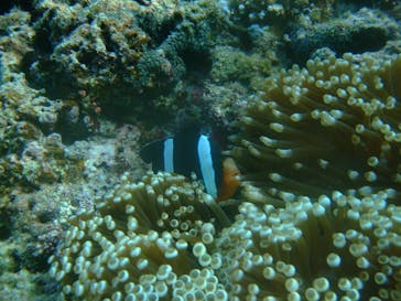 沖縄ダイビングショップシーモールに投稿された画像（2019/5/14）