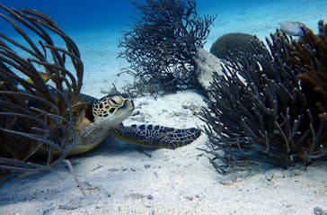 マリンクラブジジに投稿された画像（2019/1/25）