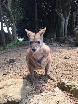 伊豆シャボテン動物公園に投稿された画像（2019/5/5）