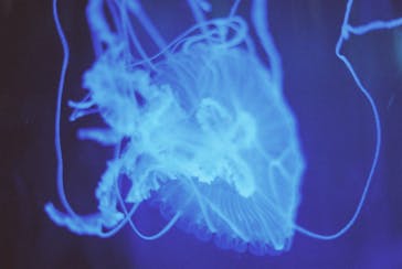 マクセル アクアパーク品川に投稿された画像（2017/9/30）