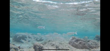 青の洞窟専門店　沖縄ダイビングショップ和に投稿された画像（2019/4/1）