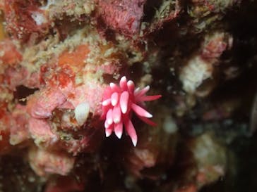 Diving Schoolテールアップ 福岡天神に投稿された画像（2018/5/12）
