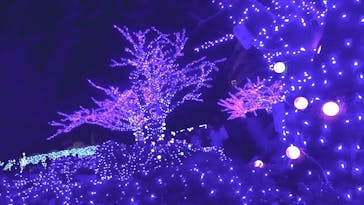 よみうりランド 遊園地に投稿された画像（2018/12/26）