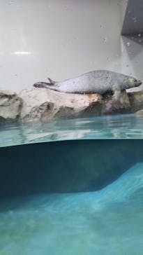 マクセル アクアパーク品川に投稿された画像（2019/3/22）