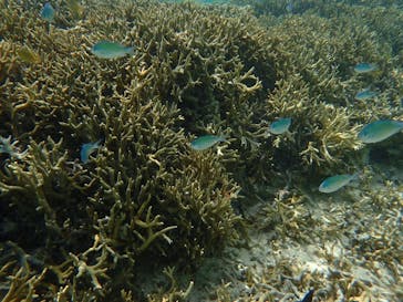 B-nature（ビーネイチャー）に投稿された画像（2019/5/5）