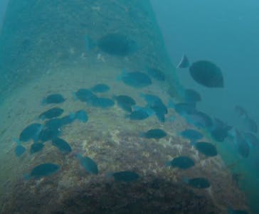 プロダイブショップ ラグナに投稿された画像（2018/10/14）