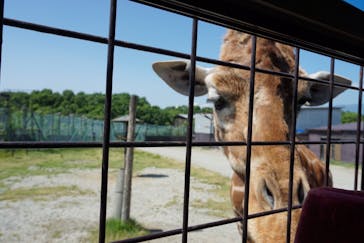 那須サファリパークに投稿された画像（2018/6/2）