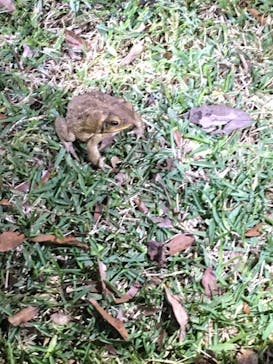 石垣島 ADVENTURE PiPi（イシガキジマアドベンチャーピピ）に投稿された画像（2019/2/27）