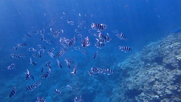 diving&workshop IHANASHI（ダイビングアンドワークショップイハナシ）に投稿された画像（2019/5/15）