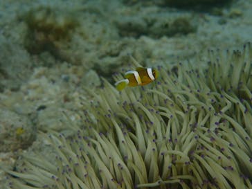 ダイビングショップ Sea Free（シーフリー）に投稿された画像（2018/11/27）