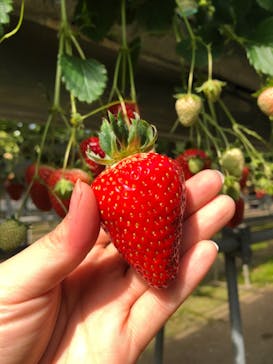 美作農園に投稿された画像（2018/3/19）