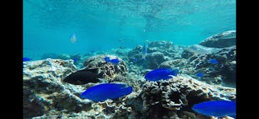 青の洞窟専門店　沖縄ダイビングショップ和に投稿された画像（2019/3/1）