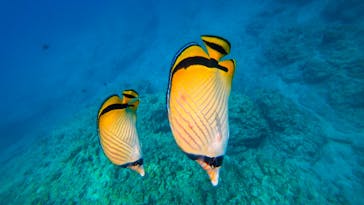 diving&workshop IHANASHI（ダイビングアンドワークショップイハナシ）に投稿された画像（2018/5/23）