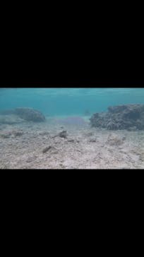 青の洞窟専門店　沖縄ダイビングショップ和に投稿された画像（2018/9/12）