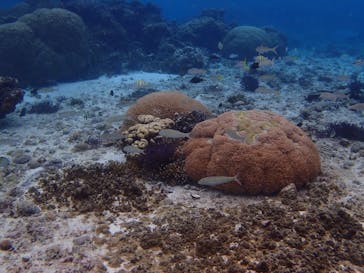 WILD BLUE宮古島に投稿された画像（2018/2/25）