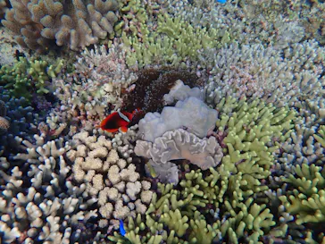 Cosmic Ocean（コズミックオーシャン）に投稿された画像（2018/11/25）