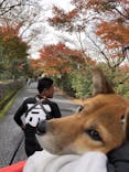 人力車のえびす屋 京都東山店に投稿された画像（2017/11/28）