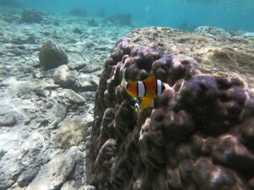 diving&workshop IHANASHI（ダイビングアンドワークショップイハナシ）に投稿された画像（2019/5/30）