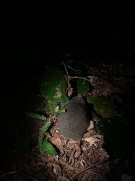 奄美ナイトツアーサービスに投稿された画像（2019/1/4）