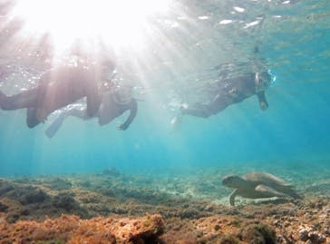 アマミエンシスに投稿された画像（2018/12/27）